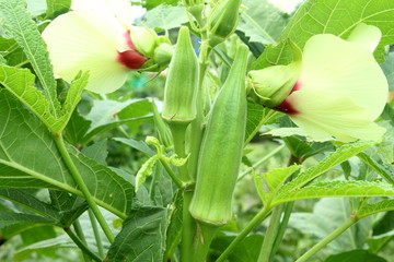Farm produce